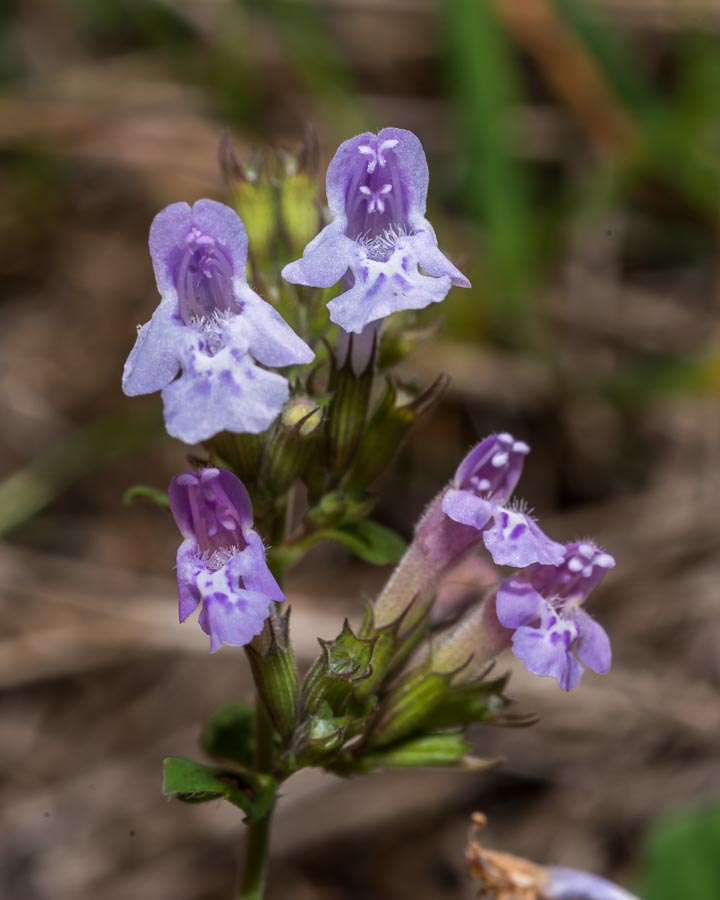 Clinopodium (=Calamintha) nepeta / Mentuccia comune, Nepitella